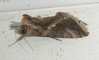 Chrysodeixis includens