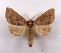 Datana drexelii