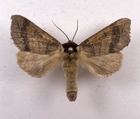 Datana angusii