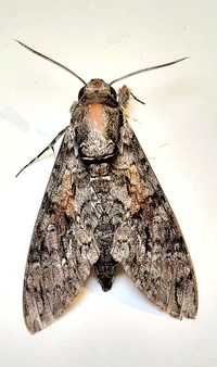 Agrius cingulata