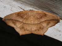Prochoerodes lineola