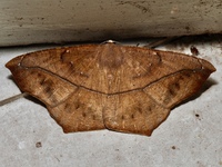 Prochoerodes lineola