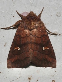 Tricholita signata