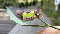 Acharia stimulea