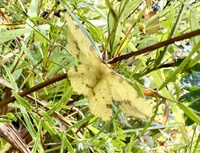 Xanthotype unidentified species