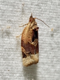 Argyrotaenia velutinana