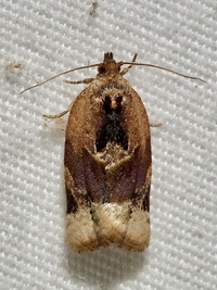 Argyrotaenia velutinana