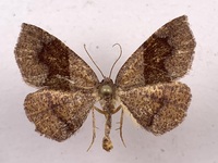 Plagodis pulveraria