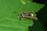 Pennisetia marginatum