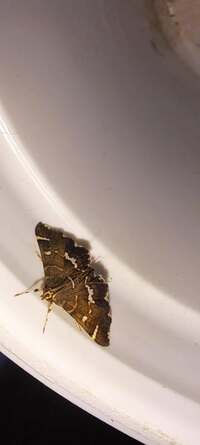 Hymenia perspectalis