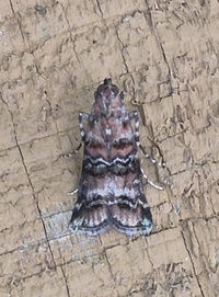 Dioryctria taedivorella