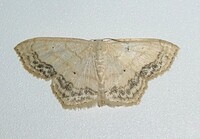 Scopula limboundata