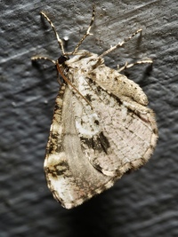 Stamnodes gibbicostata