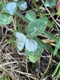 Porphyrosela minuta