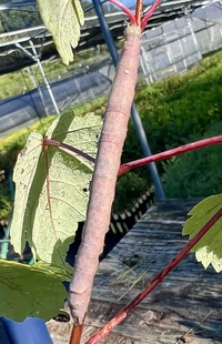 Parallelia bistriaris