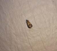 Tebenna gnaphaliella