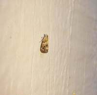 Tebenna gnaphaliella