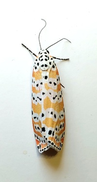 Utetheisa ornatrix
