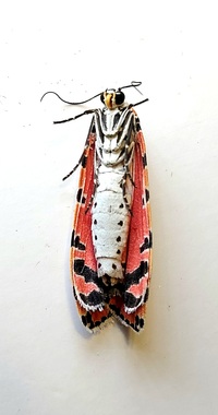 Utetheisa ornatrix