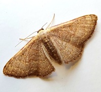 Leptostales pannaria