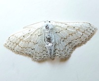 Idaea tacturata