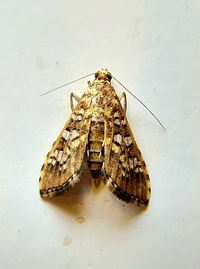 Samea castellalis