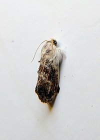 Acrolophus mycetophagus