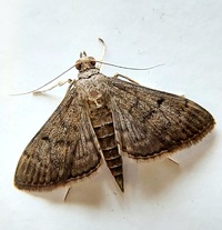 Herpetogramma phaeopteralis