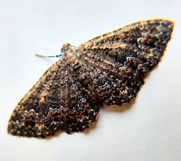 Disclisioprocta stellata