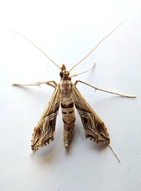 Lineodes fontella