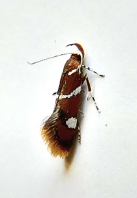 Promalactis suzukiella