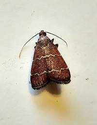 Heliades mulleolella