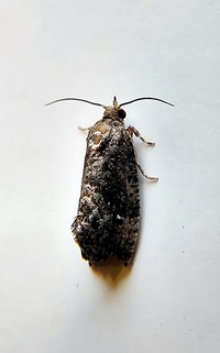 Gymnandrosoma punctidiscanum