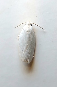 Antaeotricha albulella