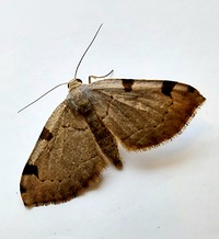 Heterophleps triguttaria