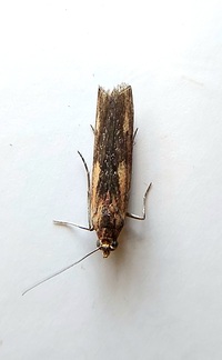 Elasmopalpus lignosella