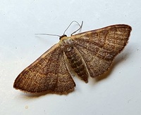 Leptostales pannaria