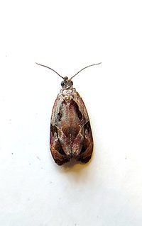 Zomaria interruptolineana