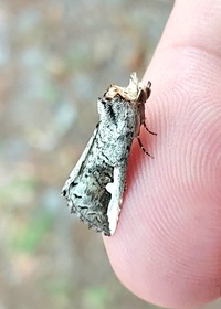 Symmerista albifrons