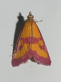 Pyrausta laticlavia