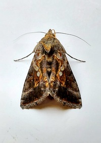 Chrysodeixis includens