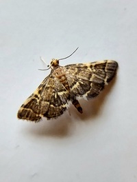 Anageshna primordialis