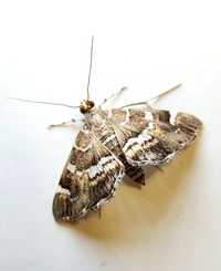 Hymenia perspectalis