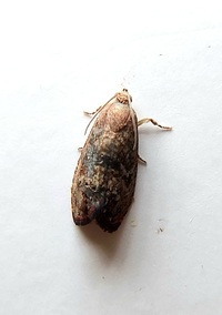 Cydia latiferreana
