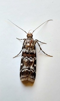 Dioryctria amatella