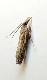 Fissicrambus profanellus