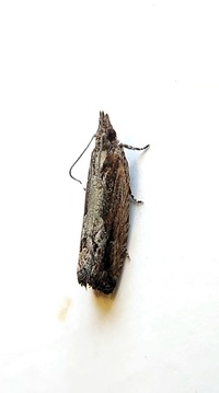 Strepsicrates smithiana