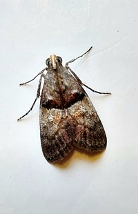 Pococera robustella