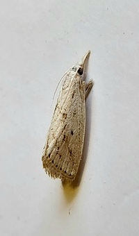 Diatraea lisetta