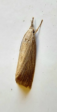 Diatraea evanescens